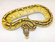 2014 Snakes 045.jpg