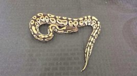 Male mojo #2 $75.jpg