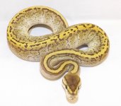 2014 Snakes 035.jpg