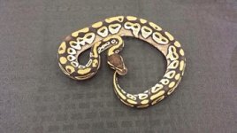 Male goldblush mojave $100.jpg