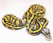 2014 Snakes 089.jpg