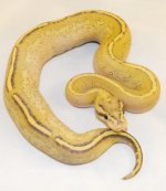 2014 Snakes 059.jpg