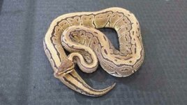 2013 pinstripe male $75.jpg