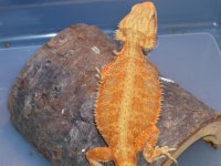 Red Trans Male 003.jpg