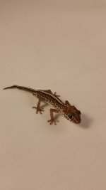 Pictus M40.jpg Pictus M40.jpg