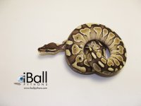 Lesser_Female1_119grams.jpg
