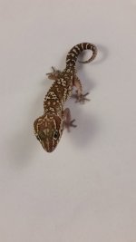 Pictus M60.jpg Pictus M60.jpg