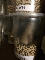 bean beetles.jpg