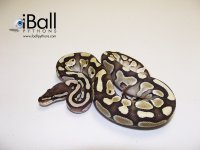 Lesser_Female2_110grams.jpg