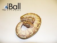 Enchi_Lesser_F1_103grams.jpg