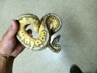 sp lesser.jpg