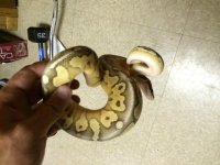 sp lesser 2.jpg