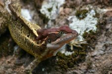 basiliscus_galeritus__panama_2007_by_endofthetether-d5fs944.jpg