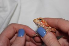 RedTransHetHypo - Female3-Eye.jpg