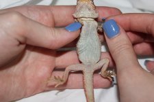 RedTransHetHypo - Female3-Belly.jpg