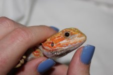 RedOrangeTransHetHypo-Male1-Eye.jpg