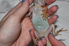 RedOrangeTransHetHypo-Male1-Belly.jpg