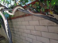 snake1.jpg snake1.jpg