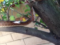 snake2.jpg snake2.jpg