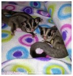 gliders.jpg
