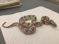 Ghost Female het 7 1.JPG