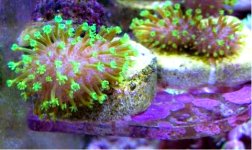 Tyree Green Toadstool Leather 1-1.jpg