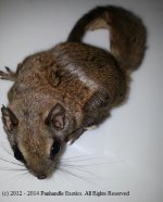 squirrel.jpeg