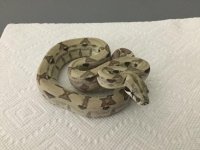 Ghost het Male 6 1.JPG