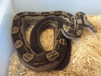 Motley Female het Albino 2.JPG
