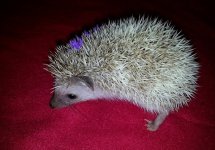 hedgehog.jpg