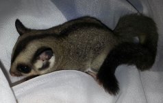 glider.jpg