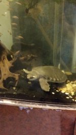 fly river turtle 4.7p5.jpg