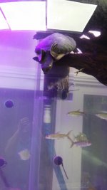 Fly river turtle 8.16p2.jpg