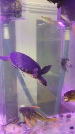 fly river turtle 8.16p3.jpg