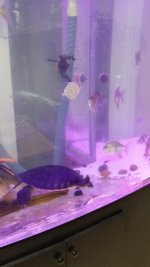 Fly river turtle 8.16p1.jpg
