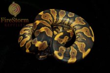 YB Male 2 2014_010f-w.jpg