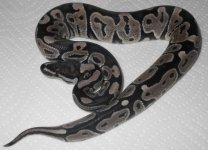 axanthic.jpg