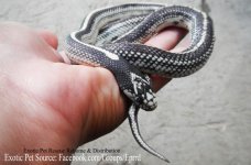 Cal King Reverse Stripe.jpg