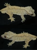 Draco.jpg
