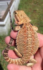 male tripple het 38 grams.jpg