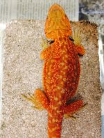 female trans dunner 38 grams.jpg