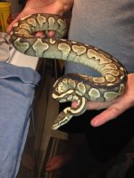 Butter male #1.jpg