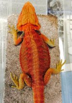 male hypo trans 96 grams small nip.jpg
