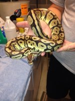 Pastel Female#1.jpg