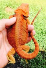 male hypo trans 96 grams small nip.jpg2.jpg
