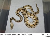 Bumble Bee 100% het Ghost.jpg
