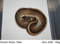 Genetic Stripe.jpg