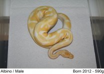 Albino Male.jpg