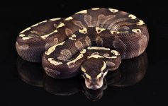 14' Mojave GHI Female 2.jpg