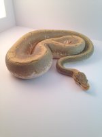 Hypo Spinner male.jpg